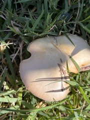 Stropharia coronilla