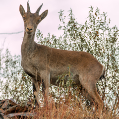 Capra pyrenaica victoriae