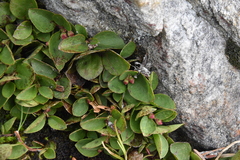Gaultheria humifusa