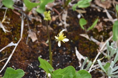 Caltha leptosepala