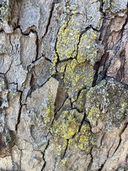 Candelariaceae