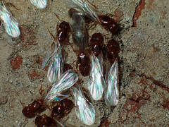 Pheidole bicarinata