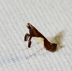 Caloptilia