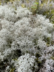 Cladonia stellaris