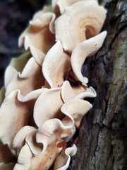 Panellus