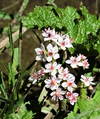 Darmera peltata