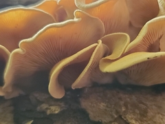 Panellus