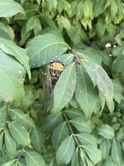 Megatibicen pronotalis