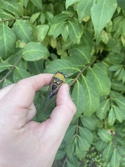 Megatibicen pronotalis