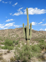 Carnegiea gigantea