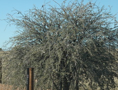 Vachellia erioloba