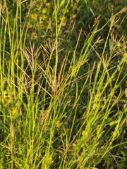 Bothriochloa ischaemum