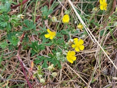 Potentilla argentea
