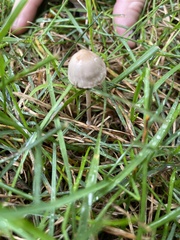 Panaeolus