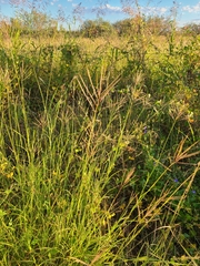 Bothriochloa ischaemum