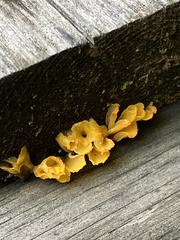 Dacrymyces spathularia