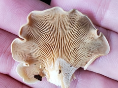 Panellus