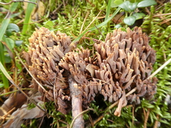 Clavulina cinerea