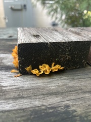 Dacrymyces spathularia