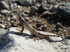 Callisaurus draconoides