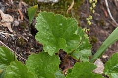 Pectiantia pentandra