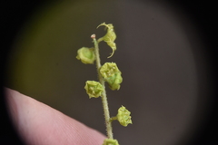 Pectiantia pentandra