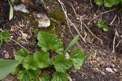 Pectiantia pentandra