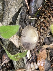 Psathyrella bipellis