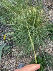 Eriochloa sericea