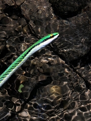 Leptophis mexicanus