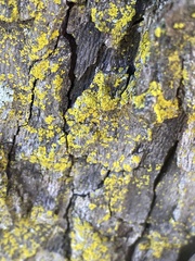 Candelariaceae