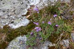 Penstemon ellipticus