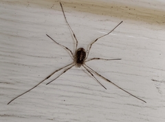 Paroligolophus agrestis