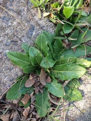 Cichorieae
