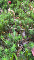 Polytrichum strictum