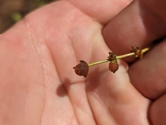 Lonicera subspicata subspicata