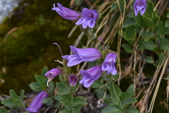 Penstemon ellipticus