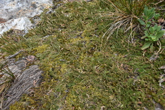 Selaginella densa