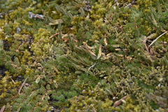 Selaginella densa