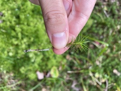 Polytrichum strictum