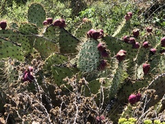 Opuntia engelmannii