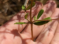 Lonicera subspicata subspicata
