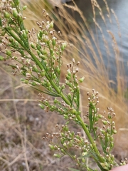 Erigeron canadensis