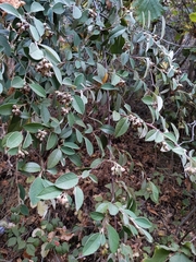 Cotoneaster