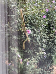 Tenodera angustipennis