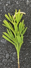 Dendrolycopodium hickeyi