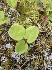 Epigaea repens