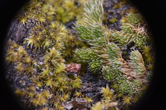 Selaginella densa