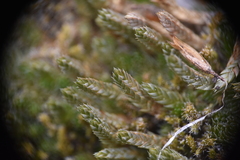 Selaginella densa