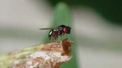 Calliopum